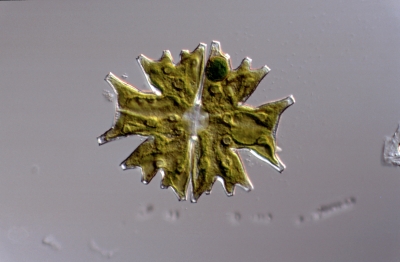 Micrasterias mahabuleshwarensis