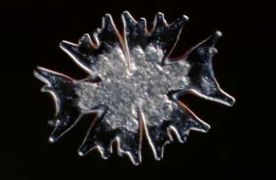 Micrasterias mahabuleshwarensis