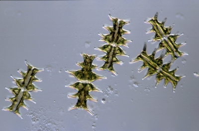 Micrasterias muricata