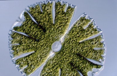 Micrasterias papillifera