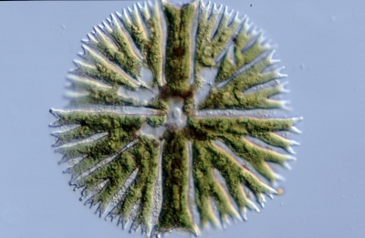 Micrasterias radiosa