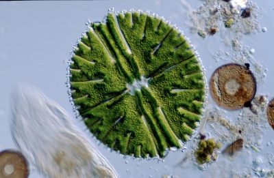 Micrasterias rotata