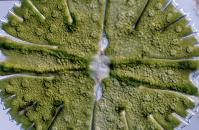 Micrasterias rotata