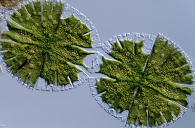 Micrasterias rotata