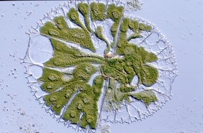 Micrasterias rotata