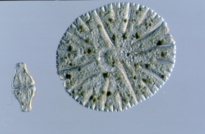 Micrasterias thomasiana