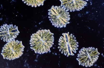 Micrasterias torreyi