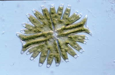 Micrasterias torreyi