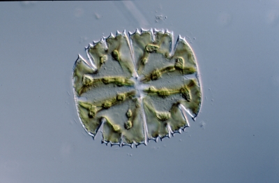 Micrasterias truncata