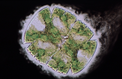 Micrasterias truncata