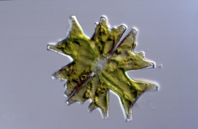 Micraterias mahabuleshwarensis