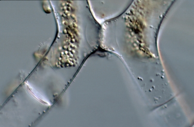 Mougeotia spec.