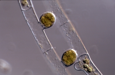 Mougeotia scalaris