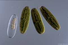 Netrium