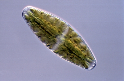 Netrium digitus