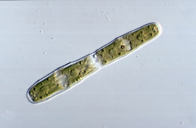 Penium margaritaceum