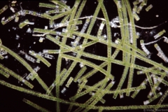 Phymatodocis