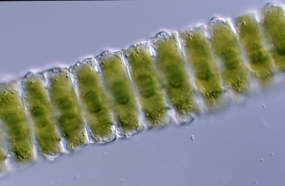 Phymatodocis nordstedtiana