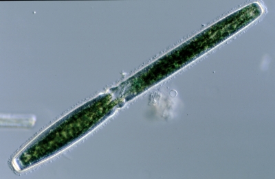 Pleurotaenium ehrenbergii