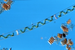 Spirogyra