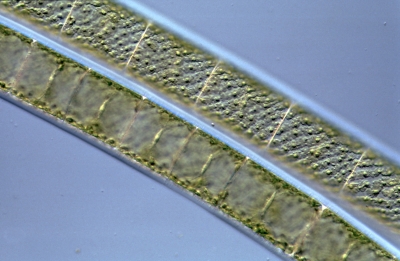 Spirogyra spec.