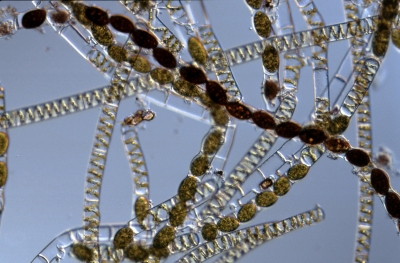 Spirogyra porticalis