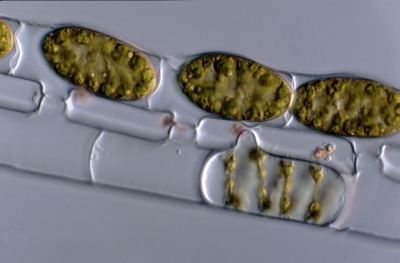 Spirogyra porticalis