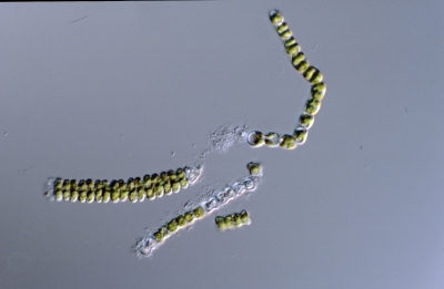 Spondylosium planum