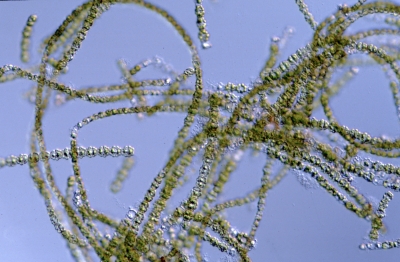 Spondylosium pulchellum