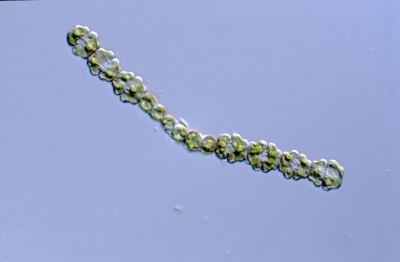 Spondylosium pulchellum