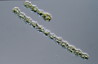 Spondylosium pulchellum