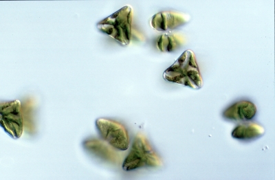 Staurastrum bieneanum