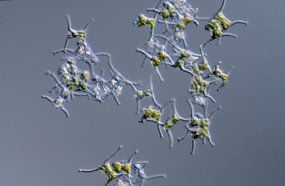 Staurastrum leptocladium
