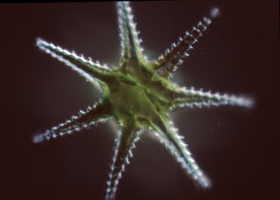 Staurastrum ophiura