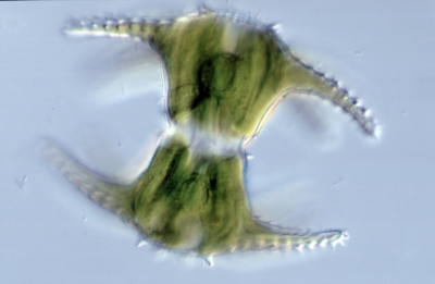 Staurastrum ophiura