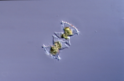 Staurastrum spec.