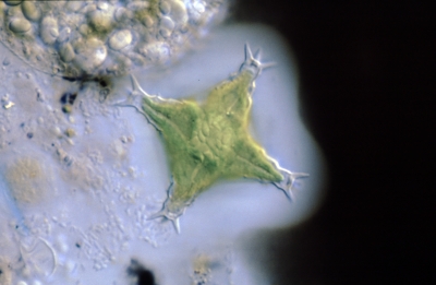 Staurastrum spec.