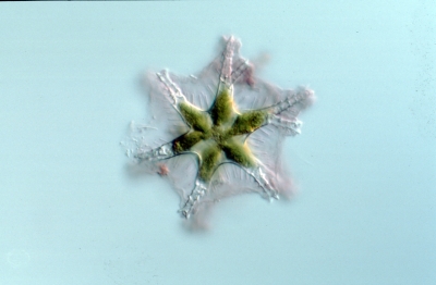 Staurastrum spec.