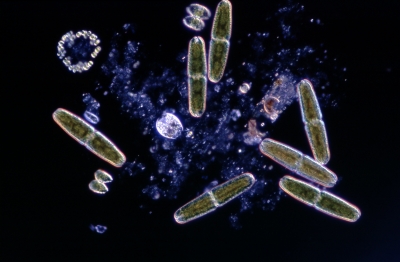 Tetmemorus spec.