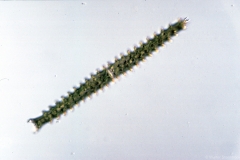 Triploceras