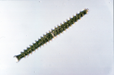 Triploceras gracile