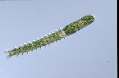 Triploceras gracile