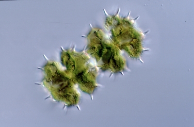 Xanthidium antilopaeum