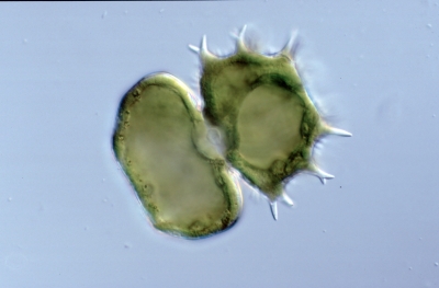 Xanthidium armatum