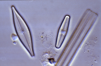 Achnanthes lanceolata