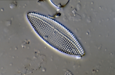 Achnanthes brevipes v.intermec