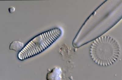 Achnanthes lanceolata