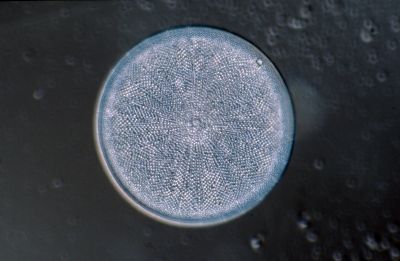 Actinocyclus ehrenbergii