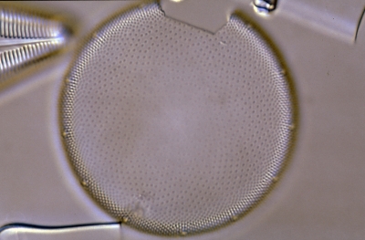 Actinocyclus ehrenbergii