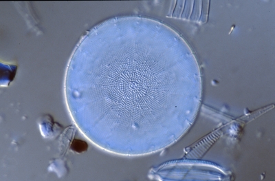 Actinocyclus ehrenbergii